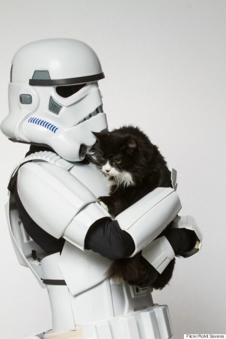 o-STORMTROOPER-CAT-570